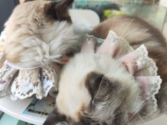 -怪兽屋·羊驼·猫咖·狗咖(俊华广场店)