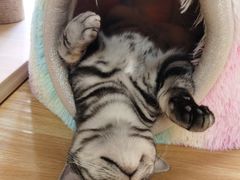 -猫和宫(六道口店)