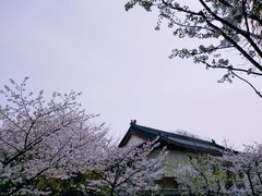 -鸡鸣赐茶(鸡鸣寺路店)