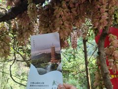 -大雁山风景区