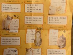 -滚猫咖啡·猫咖·猫友好撸猫(未来城店)