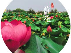 -白洋淀景区