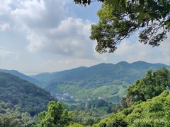 -十八棵（老龙井）御茶园(老龙井店)
