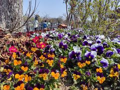 -上海长兴岛郊野公园