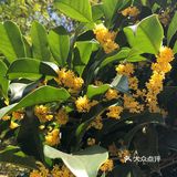 整个城市到处弥漫着或浓或淡的桂花香气