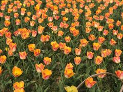 -无锡梅园公园