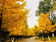 -长白岛森林公园