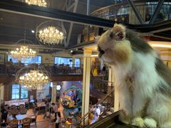 -more than meow吴止猫主题餐厅(承德 中船汇店)