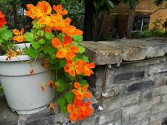 -凤来栖·净庭院·火锅(欧尚店)