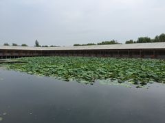 -白洋淀景区