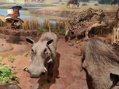 -陕西自然博物馆