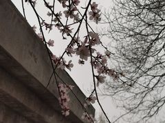 -桃花堤公园