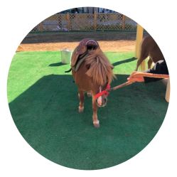 -萌宠亲子动物乐园(槐房万达店)