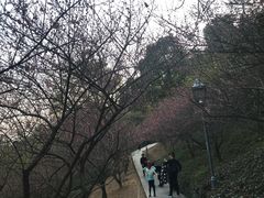 景点-金鸡山公园