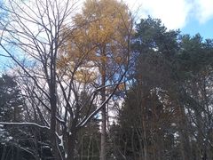 -北海道神宫