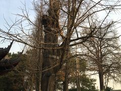 -瀛洲公园