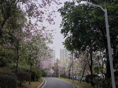 -广东花都湖国家湿地公园