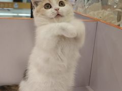-三花喵·撸猫购宠·宠物生活馆(虹桥南丰城店)
