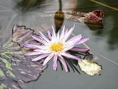 -莲花池公园