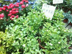 -明珠平价超市(南昌路店)