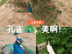 -横道河子东北虎林园