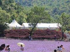 景点-紫海香堤香草艺术庄园