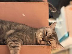 -猫儿山۰猫主题餐厅