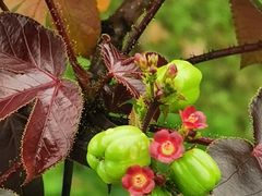 -广西壮族自治区药用植物园