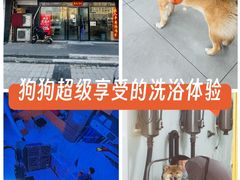 -中农大我爱我爱动物医院·核磁CT·猫病·24小时夜诊中心(石佛营店)