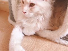 -猫腻·猫咖·撸猫馆(星光大道店)