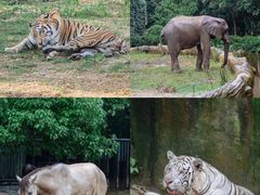 -常州淹城野生动物世界