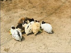 -前小桔亲子创意农场·草莓采摘·露营烧烤