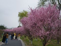 -西溪国家湿地公园