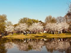 -上海共青森林公园