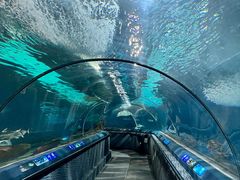 -上海海洋水族馆