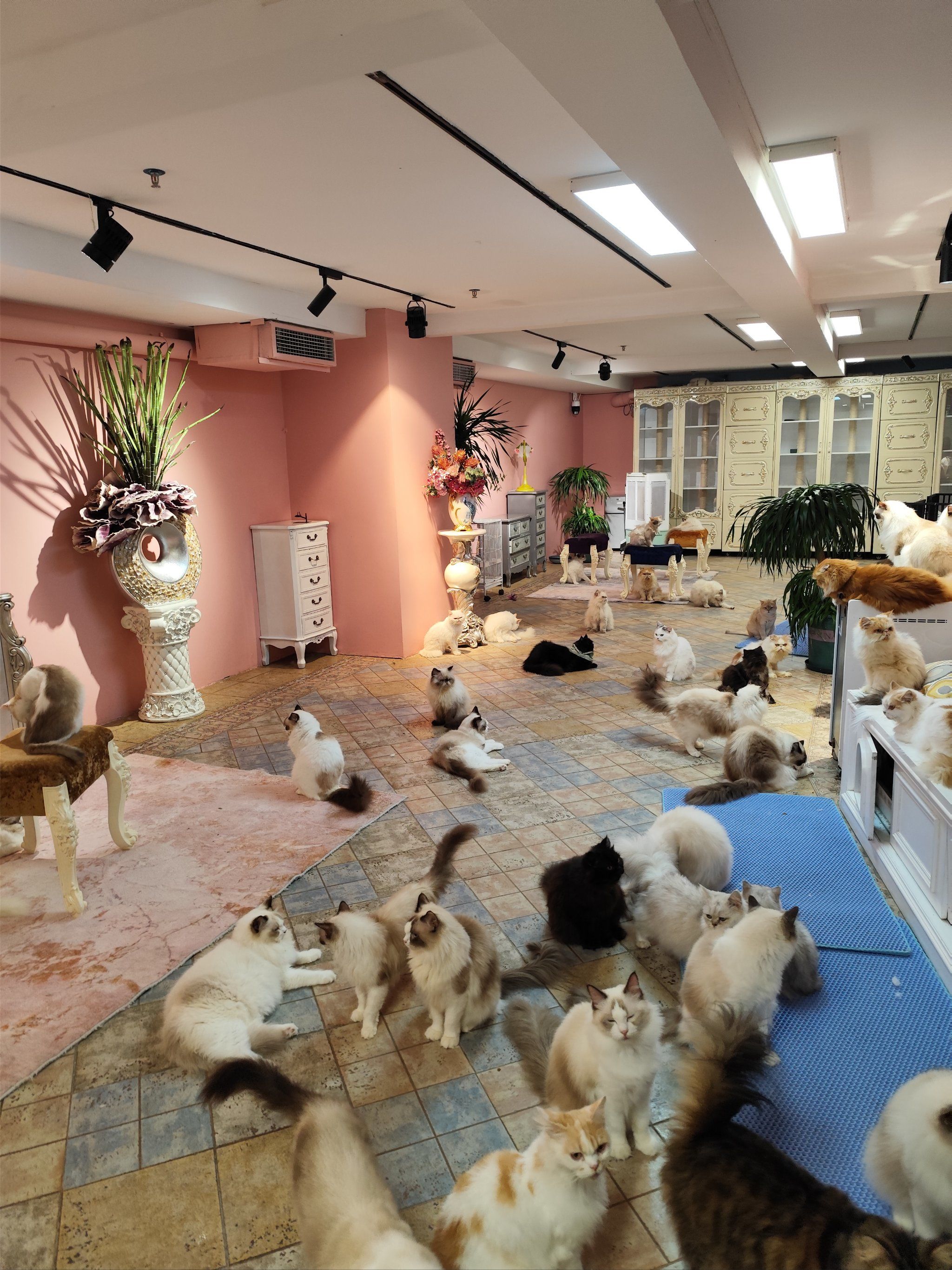 猫咪天地～宠物乐园