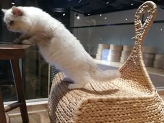 -瞄一喵猫咖(格力海岸店)