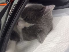 -纳吉亚猫专科动物诊疗中心(蒋宅口分院)