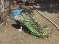 -哈尔滨北方森林动物园