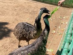 -西霞口神雕山野生动物世界