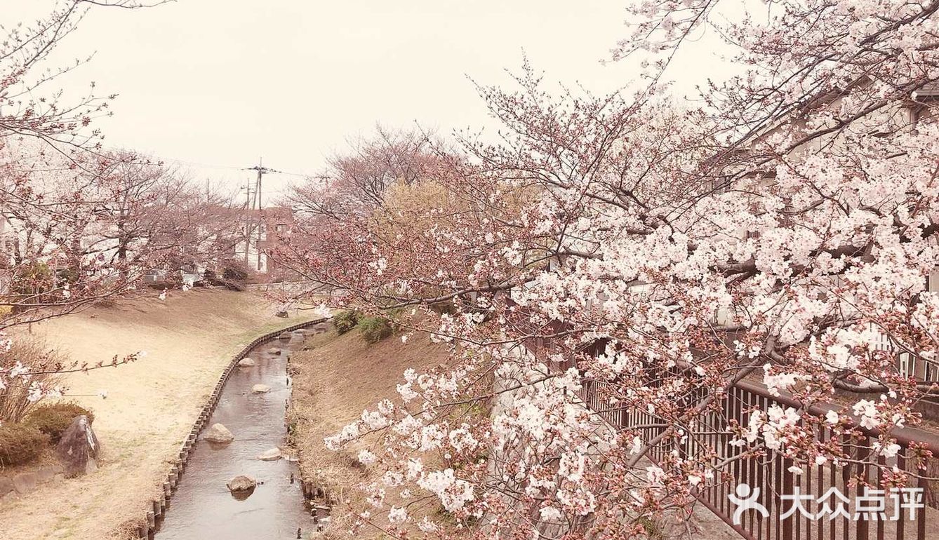 去哪里看樱花？