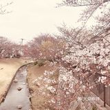 去哪里看樱花？