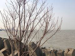 -上海滨江森林公园