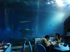 -海棠湾洲际-涛·海底餐厅·美人鱼·自助餐·海底隧道