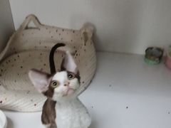 -Bastet sally猫舍购宠(静安店)