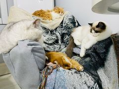 -喵的天空名猫咖啡馆·撸猫·猫舍·用品