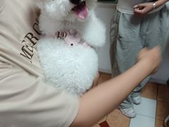 -西安京西宠物医院·瘫痪·疑难杂症