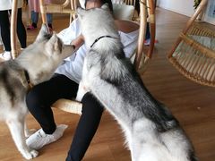 -Husky Go! 哈士奇体验馆·宠物咖啡厅狗咖
