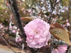-高东镇樱花园