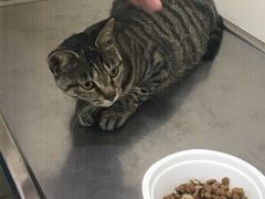 -荣耀金沙动物医院(清江西路店)